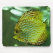 Discus Fish Mouse Pads