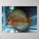 Discus posters