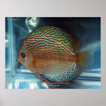 Discus Print