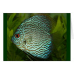 Discus - Symphysodon aequifasciata Greeting Card