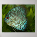 Discus - Symphysodon aequifasciata posters