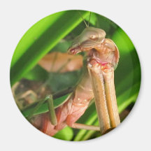 Distracted Mantis b ~ magnet
