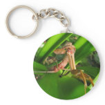 Distracted Mantis ~ keychain