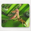 Distracted Mantis ~ mousepad