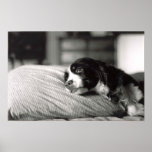 Diva Posters posters