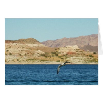 Dive Bomb... Greeting Cards by sumiko