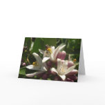 Dive In Add-Your-Greeting Cards