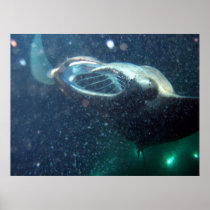 Dive with the Manta Rays -The Big Island Poster