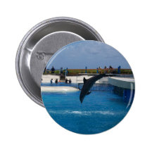 Diving Dolphin Pins
