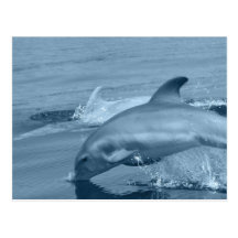 Diving Dolphin Postcard