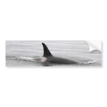Diving Orca