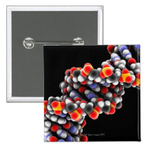 DNA molecule. Molecular model of DNA Buttons