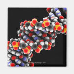 DNA molecule. Molecular model of DNA Fridge Magnet
