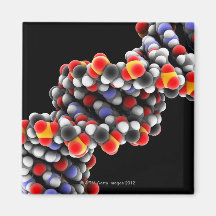 DNA molecule. Molecular model of DNA Fridge Magnet
