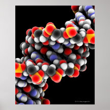 DNA molecule. Molecular model of DNA Poster