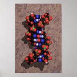 DNA on Stone posters
