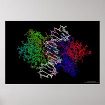 DNA Protein Complex