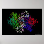 DNA Protein Complex Print