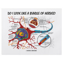 Do I Look Like A Bundle Of Nerves? Neuron Synapse