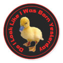 Do I look like I was born Yesterday Sticker