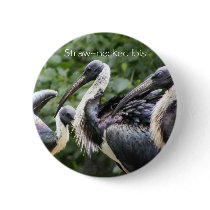 Do You Zoo? Straw-necked Ibis