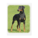Doberman 9P99D-60 postcards