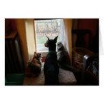 Doberman and Cats cards