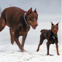 Doberman and Min Pin - LOOK! A Mini Me! Cut Outs