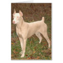 Doberman Attitude cards