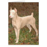 Doberman Attitude cards