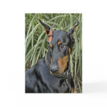 Doberman Butterfly Surprise cards