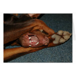  Doberman Card