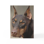 Doberman cards