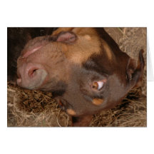 doberman greeting cards