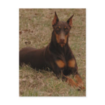 doberman Greetings Post Card