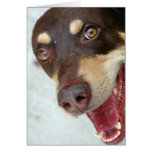 Doberman Mix Greeting Cards