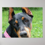 Doberman Pinscher Digital Art
