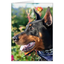Doberman Pinscher greeting card