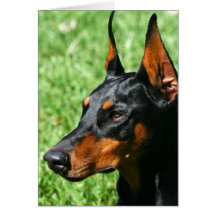 Doberman Pinscher greeting card