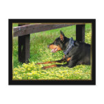 Doberman Pinscher postcard