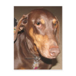 Doberman Pinscher postcards