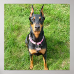 Doberman Pinscher Poster