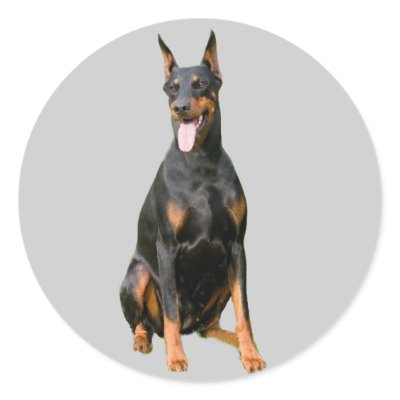 Doberman Pinscher Sticker
