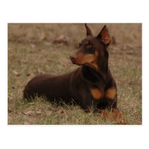Doberman Postage Stamp Postcard