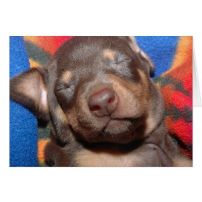 Doberman Puppy Greeting Cards by wolfmountainstudio
