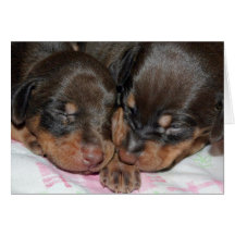 Doberman Sleeping Card