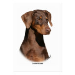 Dobermann 9Y381D-162 business cards