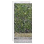 Dock leading into green mangrove stand rack cards