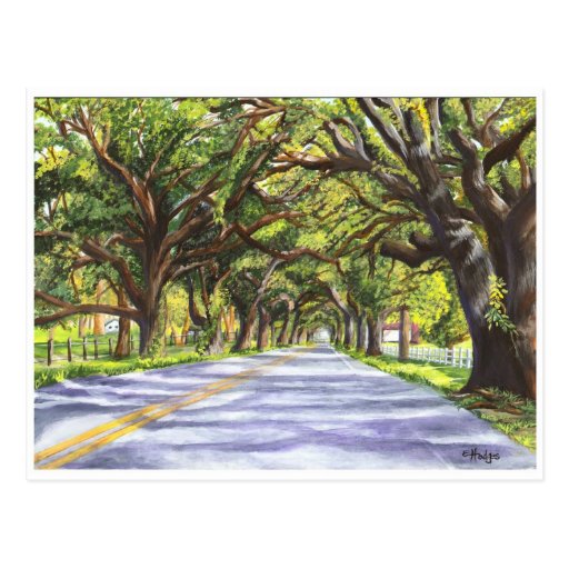 Docville Oaks Postcard