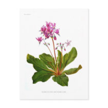 Dodecatheon integrifolium postcard